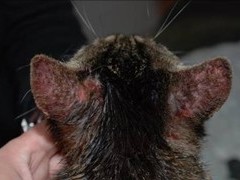 ÖGVH Newsletter 5/09: Parasiten und Homöopathie