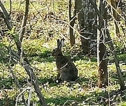 FROHE OSTERN