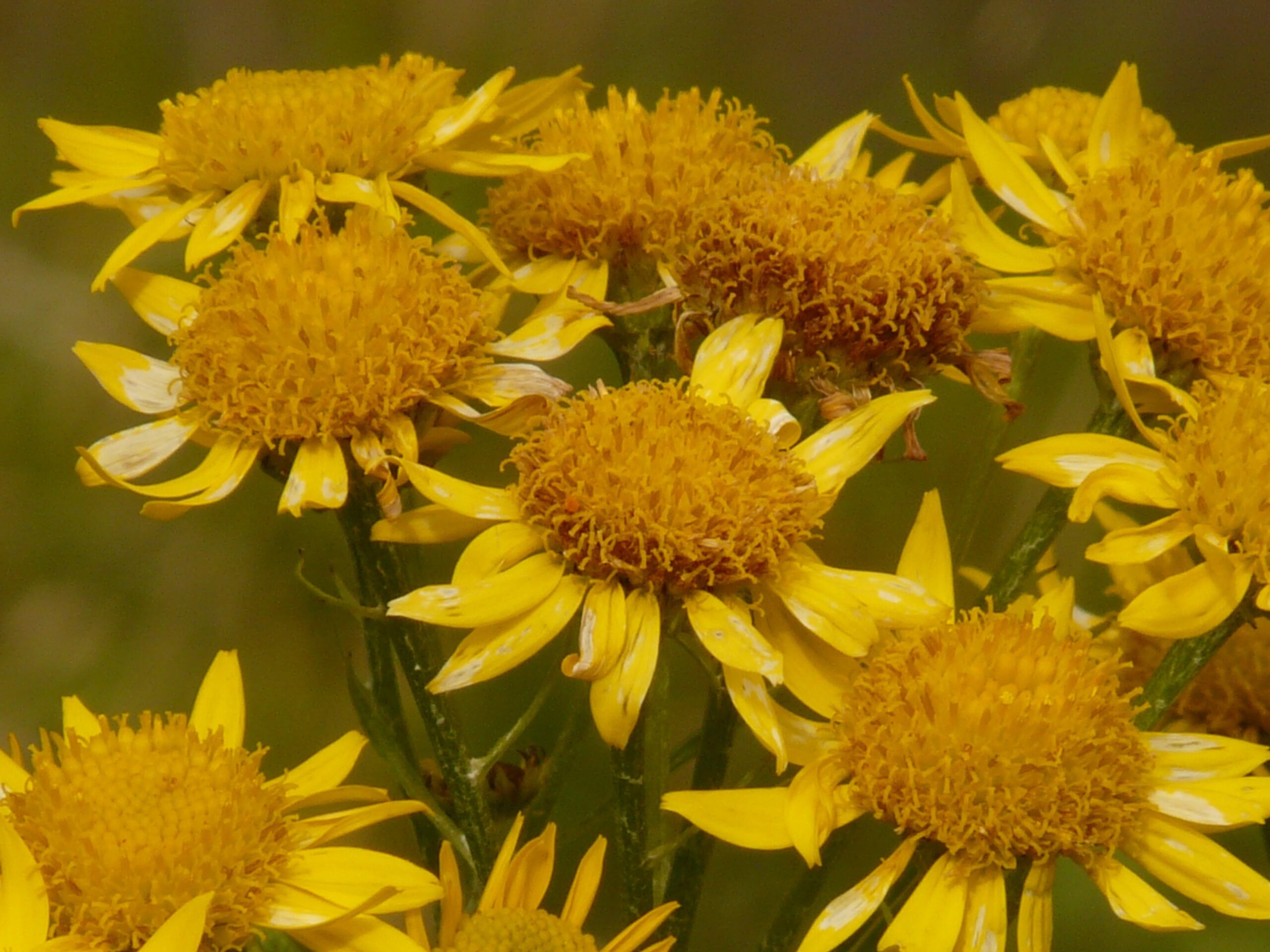 Arnica montana als Allheilmittel? Ein neuer Beitrag im Pferdesport-Magazin Western News