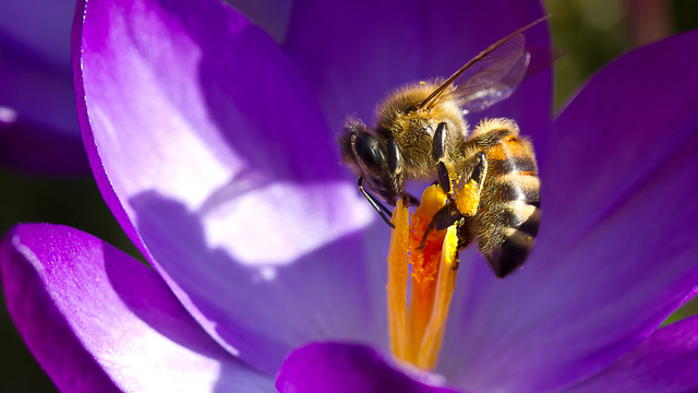 Phytotherapie in der Tiermedizin